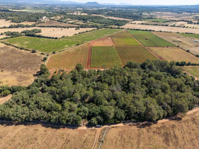 Terreno, Sencelles