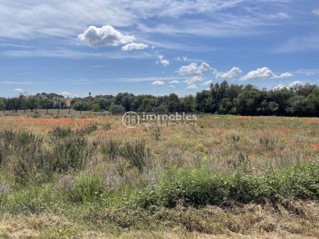 Terreno, Sencelles