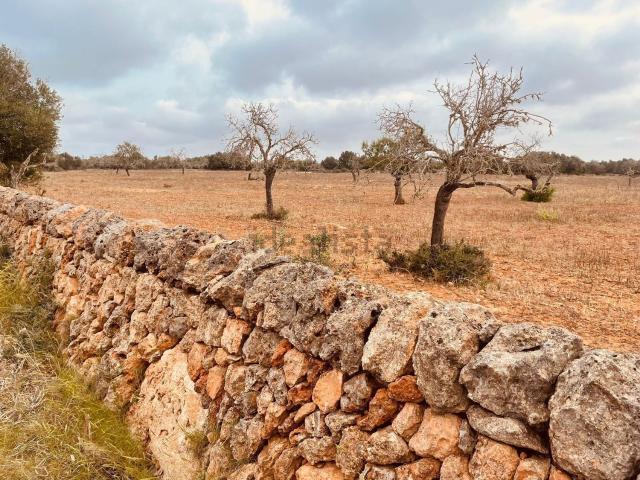 Terreno, Ses Salines Mallorca