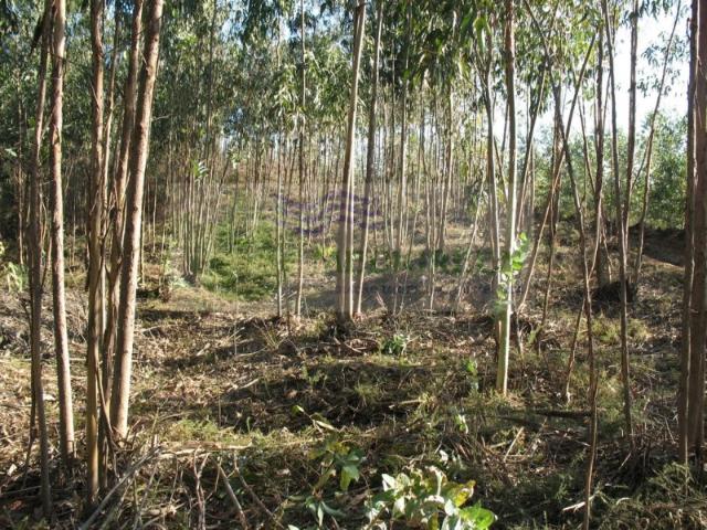 Terreno, Silva Escura e Dornelas, Sever do Vouga | BPI Expresso Imobiliário