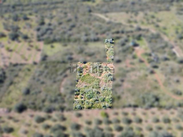 Terreno, Silves