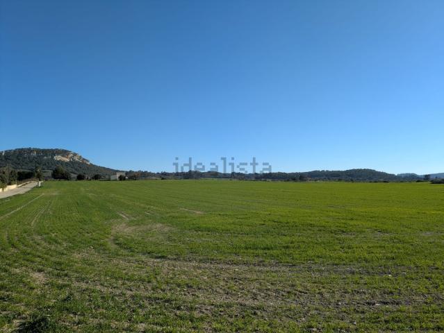 Terreno, Sineu