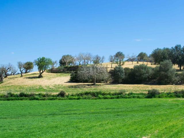 Terreno, Sineu