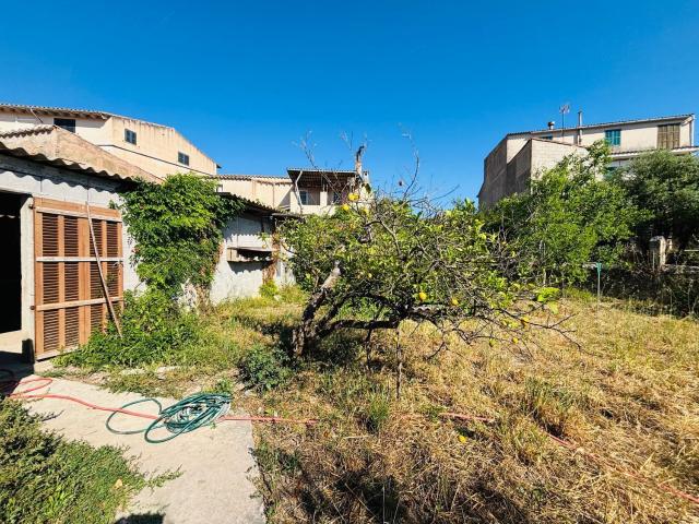 Terreno, Sineu