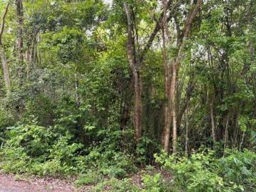 Terreno sobre carretera Tinum Yucatan 6.8Hectareas Propiedad privada