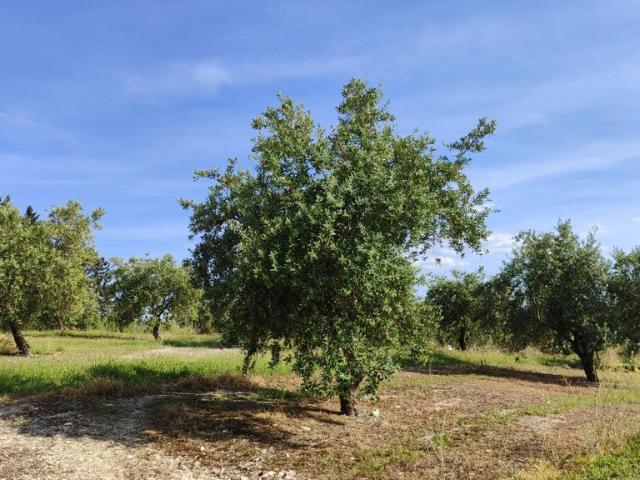 Terreno / Solar Baena, Andalucía