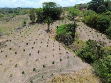 Terreno / Solar de 140000 m2 Chilibre, Panamá