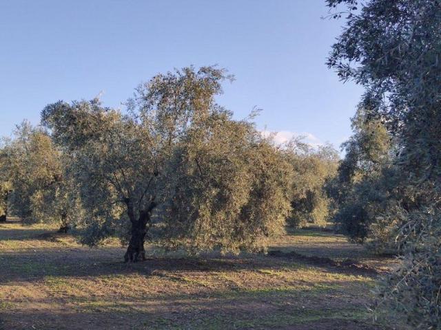 Terreno / Solar de 120 m2 en venta Montilla, España