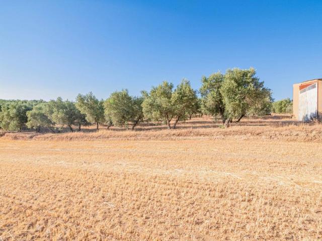 Terreno / Solar de 2722 m2 en venta Chauchina, Andalucía