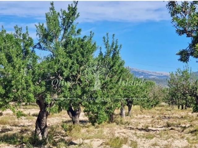 Terreno / Solar de 292 m2 en venta Santa Maria del Camí, España