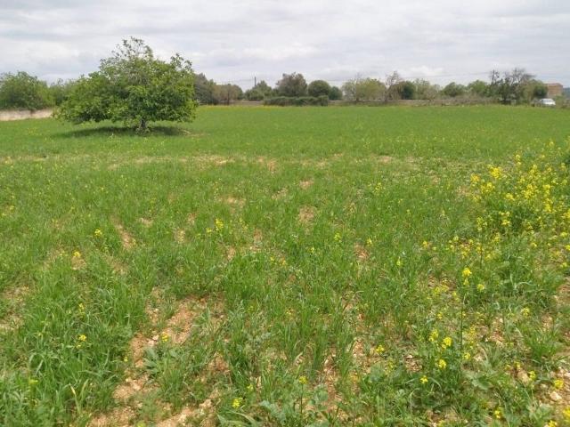 Terreno / Solar de 2250 m2 Can Picafort, España