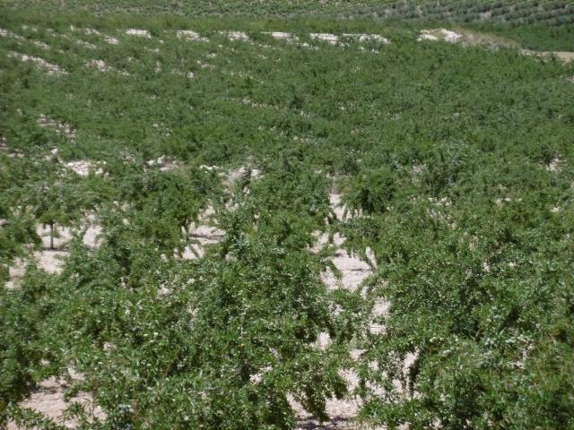 Terreno / Solar de 350 m2 Jumilla, España
