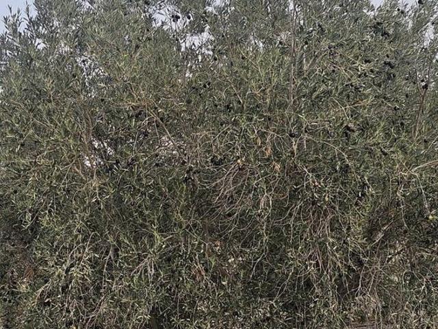 Terreno / Solar en venta Orihuela, España