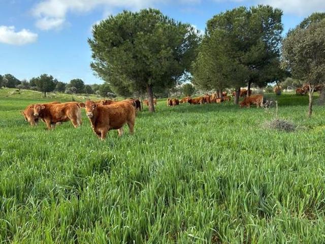 Terreno / Solar en venta Valencia de las Torres, España