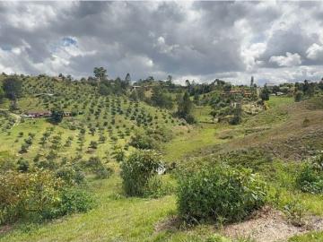 Terreno / Solar Rionegro, Departamento de Antioquia