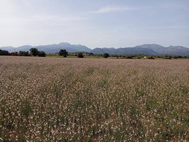 Terreno / Solar sa Pobla, España