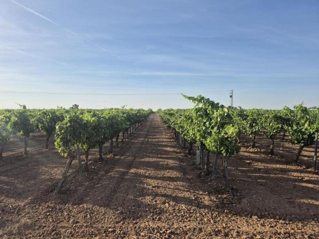 Terreno / Solar Tomelloso, Castilla La Mancha