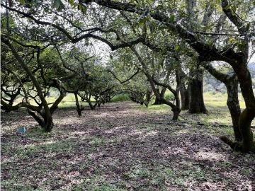 Terreno / Solar Valle de Bravo, Estado de México