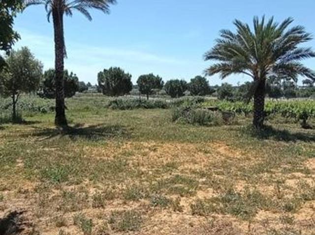 Terreno / Solar Villamanrique de la Condesa, Andalucía