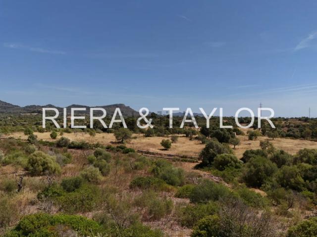 Terreno, Son Carrio