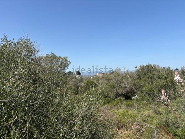 Terreno, Son Gual, Palma de Mallorca