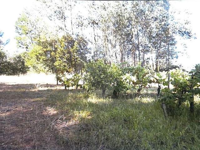 Terreno T0, Macinhata Do Vouga, Águeda | BPI Expresso Imobiliário