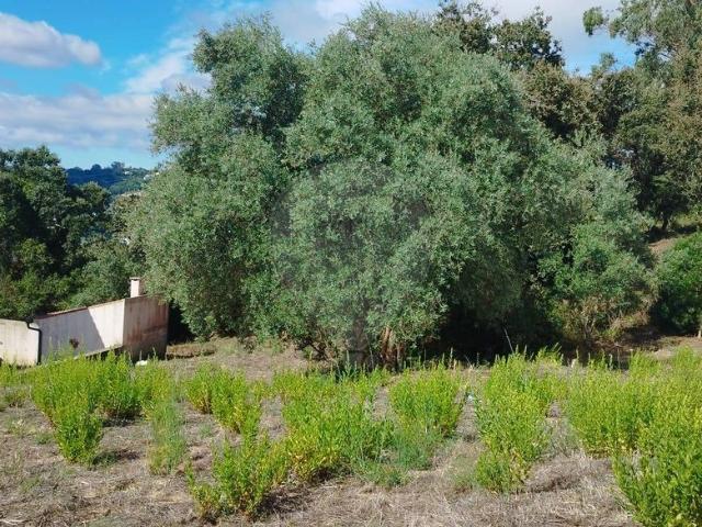 Terreno T0, Alcobaça e Vestiaria, Alcobaça | BPI Expresso Imobiliário