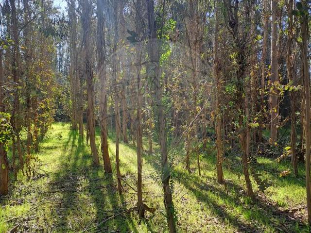 Terreno T0, Covões e Camarneira, Cantanhede | BPI Expresso Imobiliário