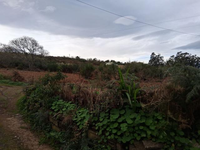 Terreno, Tacoronte