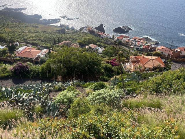 Terreno, Tacoronte