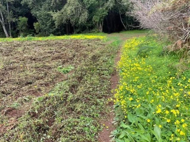 Terreno, Tacoronte