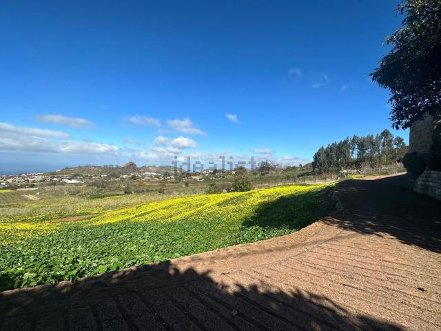 Terreno, Tacoronte