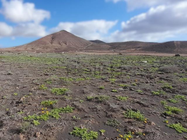 Terreno, Teguise