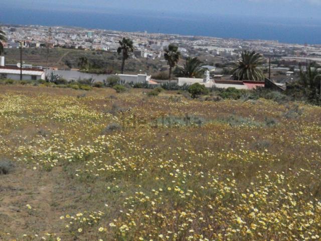 Terreno, Telde