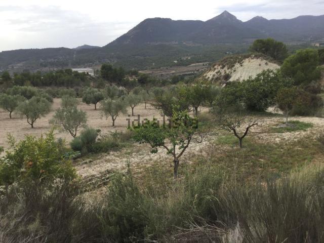 Terreno, Tibi