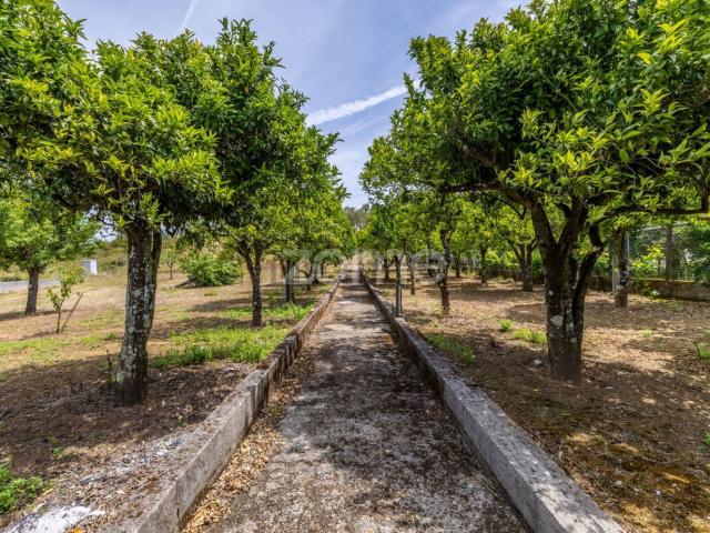 Terreno, Tomar e Santa Maria dos Olivais