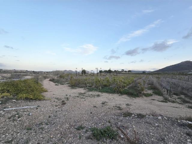 Terreno, Tomelloso