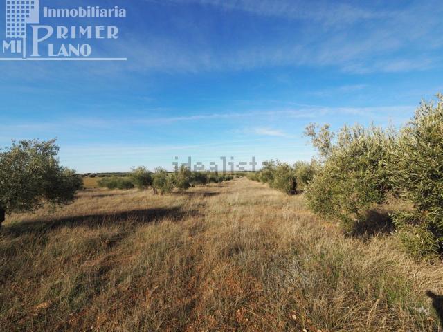 Terreno, Tomelloso