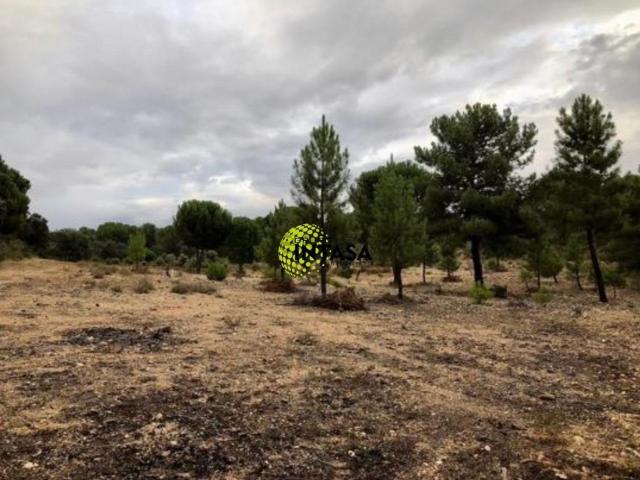 Terreno, Toro