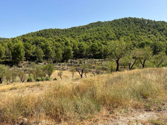 Terreno, Torremanzanas