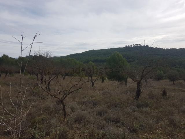 Terreno, Torremanzanas