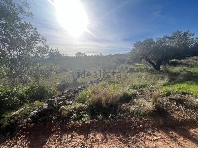Terreno, Tortosa