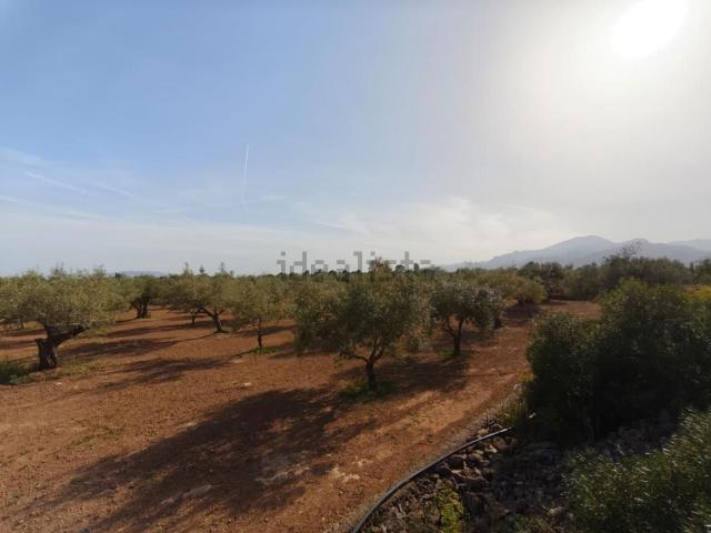 Terreno, Tortosa