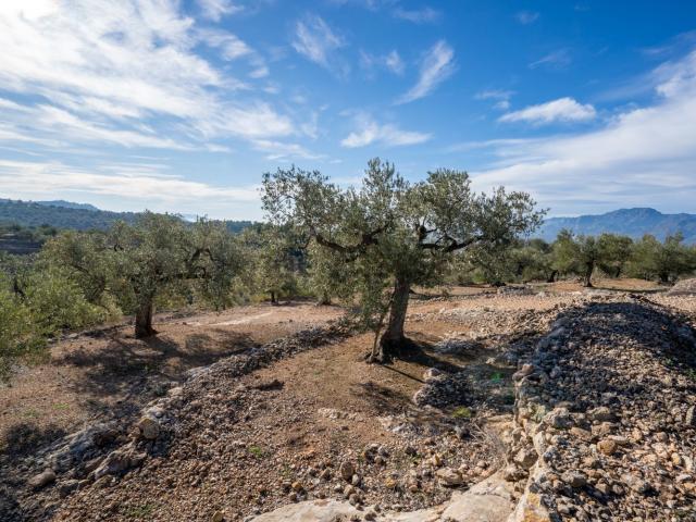 Terreno, Tortosa