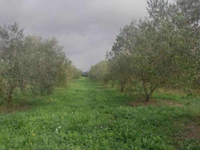TERRENO ULIVETO E FRUTTETO CON POZZO