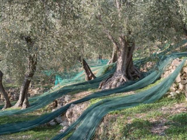 Terreno uliveto Lavadore