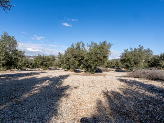 Terreno, Ulldecona