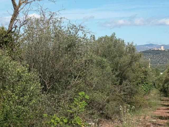 Terreno, Ulldecona