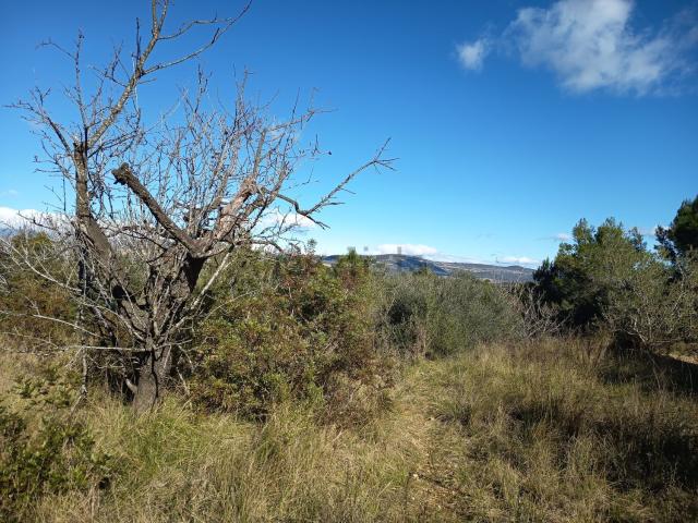 Terreno, Ulldecona