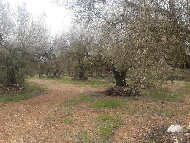 Terreno, Ulldecona